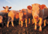 Ivey awards $26M in CARES Act funds for Alabama Agriculture Stabilization Program