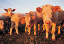 Ivey awards $26M in CARES Act funds for Alabama Agriculture Stabilization Program