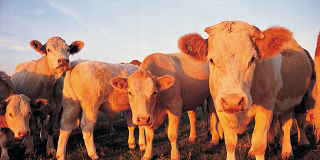 Ivey awards $26M in CARES Act funds for Alabama Agriculture Stabilization Program