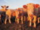 Ivey awards $26M in CARES Act funds for Alabama Agriculture Stabilization Program