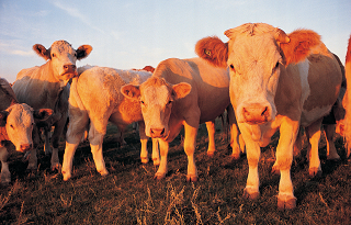 Ivey awards $26M in CARES Act funds for Alabama Agriculture Stabilization Program