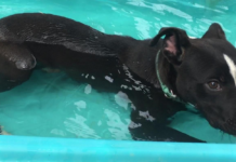 Pet of the Week: Oh, my darling Clementine!