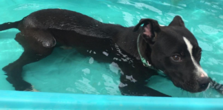 Pet of the Week: Oh, my darling Clementine!