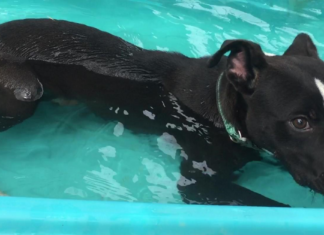 Pet of the Week: Oh, my darling Clementine!