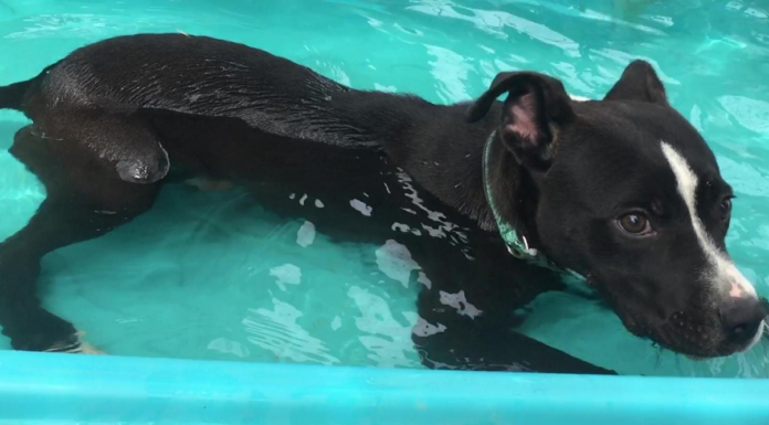 Pet of the Week: Oh, my darling Clementine!