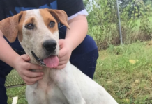 Pet of the Week: Cupid will make you fall in love!