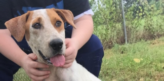 Pet of the Week: Cupid will make you fall in love!