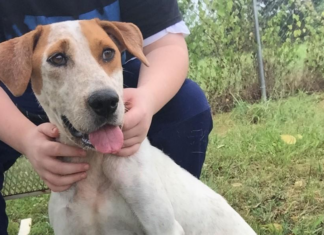 Pet of the Week: Cupid will make you fall in love!