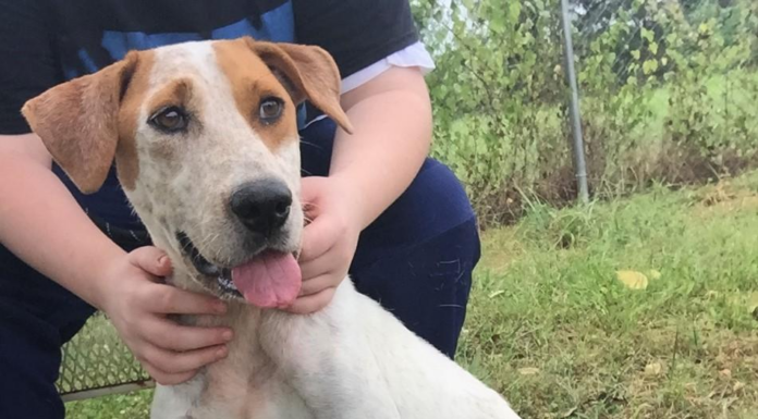 Pet of the Week: Cupid will make you fall in love!