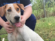 Pet of the Week: Cupid will make you fall in love!