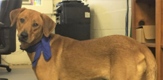 Pet of the Week: You’ll treasure this Pearl!