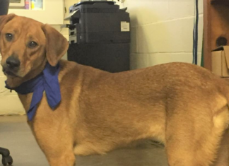 Pet of the Week: You’ll treasure this Pearl!