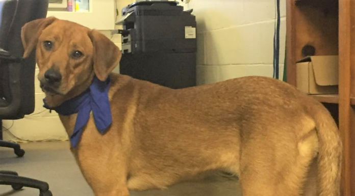 Pet of the Week: You’ll treasure this Pearl!