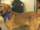 Pet of the Week: You’ll treasure this Pearl!