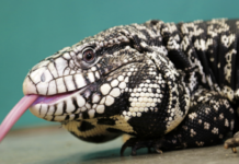 ADCNR strengthens safeguards against nonnative species