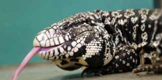 ADCNR strengthens safeguards against nonnative species