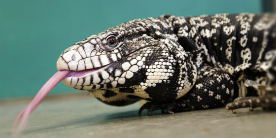 ADCNR strengthens safeguards against nonnative species