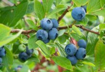 Extend the growing season of blueberries and other summer fruits
