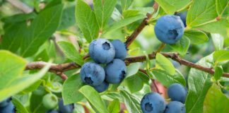 Extend the growing season of blueberries and other summer fruits