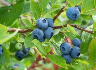 Extend the growing season of blueberries and other summer fruits