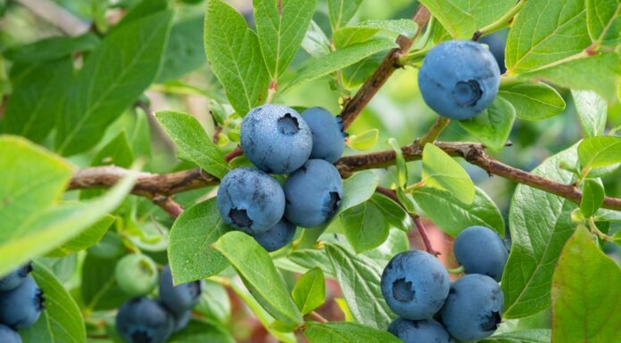 Extend the growing season of blueberries and other summer fruits
