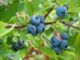 Extend the growing season of blueberries and other summer fruits
