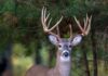 What’s new for the 2020-2021 hunting seasons