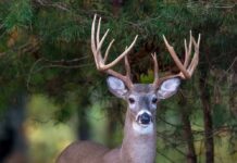 What’s new for the 2020-2021 hunting seasons