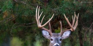 What’s new for the 2020-2021 hunting seasons
