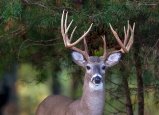 What’s new for the 2020-2021 hunting seasons