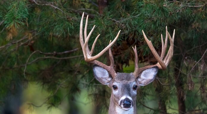 What’s new for the 2020-2021 hunting seasons