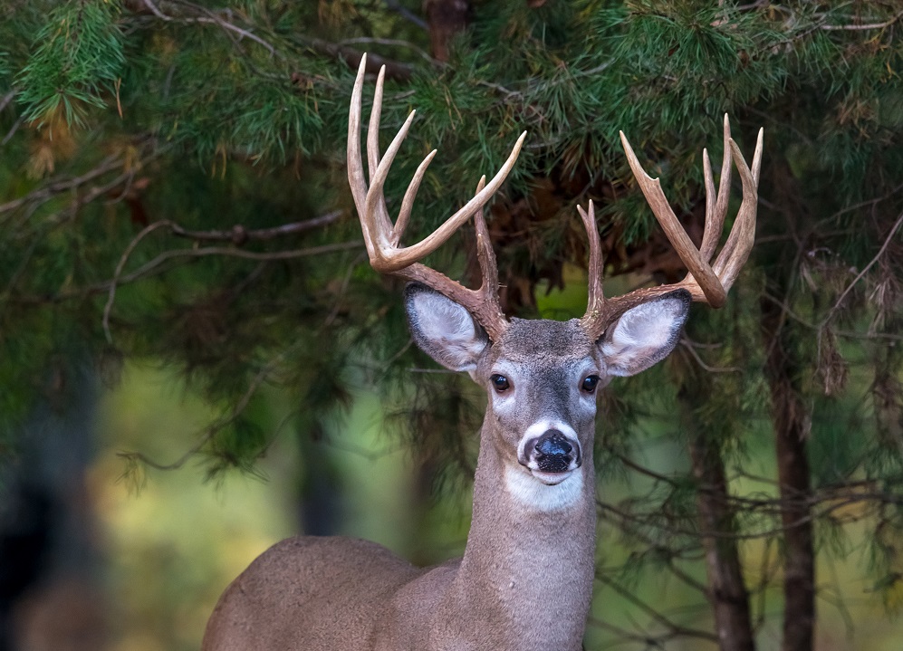 Deer Hunter 2021 Spielen