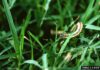 Fall armyworms marching in Alabama fields