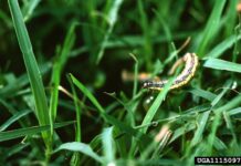 Fall armyworms marching in Alabama fields