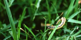 Fall armyworms marching in Alabama fields