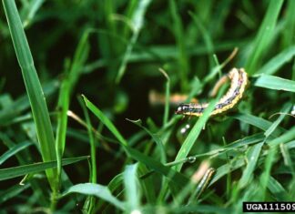 Fall armyworms marching in Alabama fields