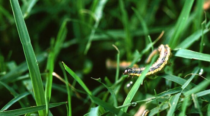 Fall armyworms marching in Alabama fields