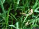 Fall armyworms marching in Alabama fields