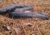 Reintroduction of the Eastern indigo snake in the Southeast