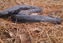 Reintroduction of the Eastern indigo snake in the Southeast