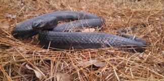 Reintroduction of the Eastern indigo snake in the Southeast