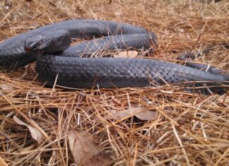 Reintroduction of the Eastern indigo snake in the Southeast