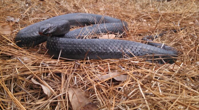 Reintroduction of the Eastern indigo snake in the Southeast