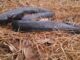 Reintroduction of the Eastern indigo snake in the Southeast