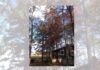 Naturally Alabama: Plinking on the roof
