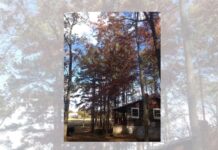 Naturally Alabama: Plinking on the roof