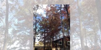 Naturally Alabama: Plinking on the roof