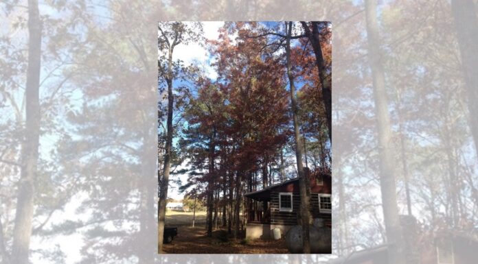 Naturally Alabama: Plinking on the roof