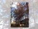 Naturally Alabama: Plinking on the roof