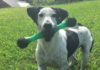 Pet of the Week: Meet Mr. Finch!
